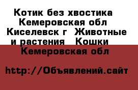 Котик без хвостика - Кемеровская обл., Киселевск г. Животные и растения » Кошки   . Кемеровская обл.